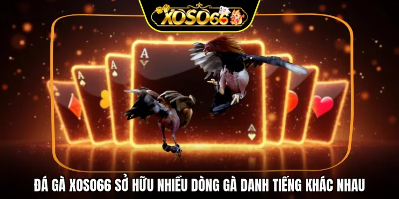 Đá gà XOSO66 sở hữu nhiều dòng gà danh tiếng khác nhau